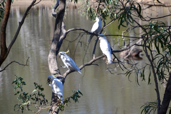 Zdjęcie z Australii - Kakadu żółtoczube 