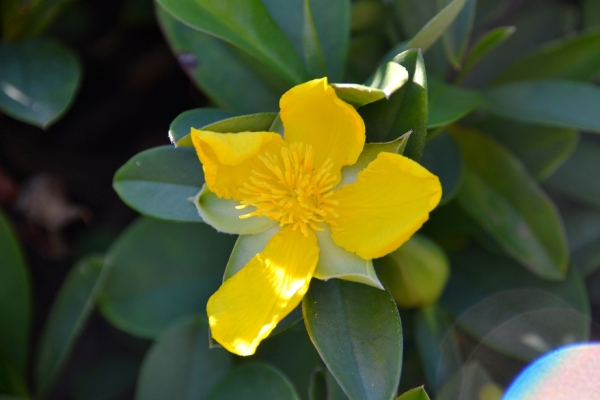 Zdjęcie z Australii - Jakas flora