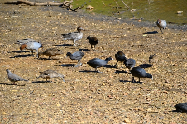 Zdjęcie z Australii - Nad jeziorkiem Playford Lake