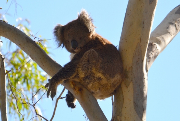 Zdjęcie z Australii - Koala numer dwa :)
