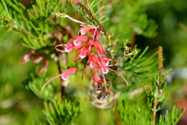 Zdjęcie z Australii - Kwitnie grevillea