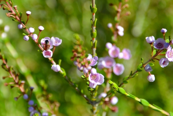 Zdjęcie z Australii - Flora