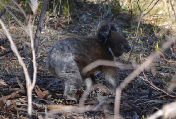 Zdjęcie z Australii - Lepiej sie schowam za grubsze drzewo :)