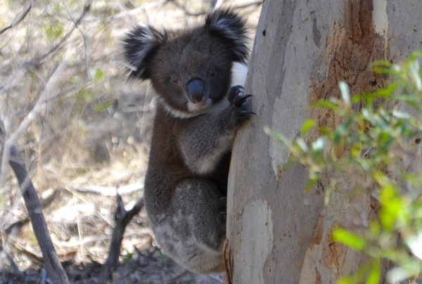 Zdjęcie z Australii - Misio numer 3 :)