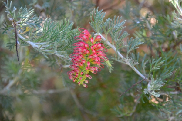 Zdjęcie z Australii - Australijska flora