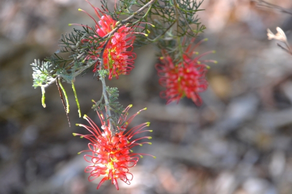 Zdjęcie z Australii - Flora