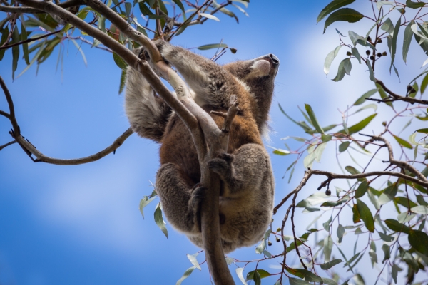 Zdjęcie z Australii - Misia numer 5 najpierw uslyszelismy