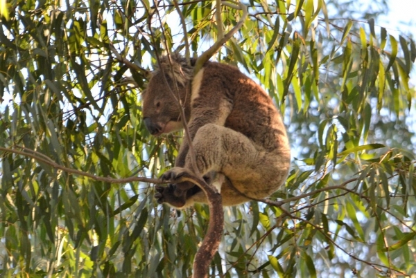 Zdjęcie z Australii - W koncu znalazl sobie takie miejsce