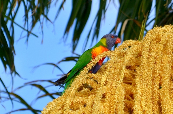 Zdjęcie z Australii - Rozwinął sie kolejny palmowy kwiat