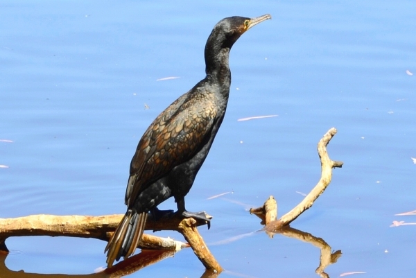 Zdjęcie z Australii - Kormoran bruzdodzioby