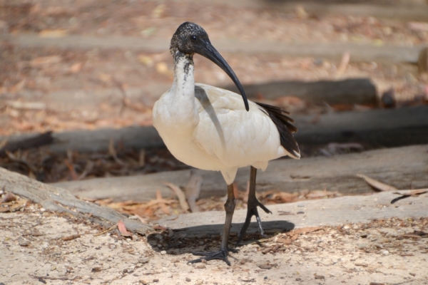 Zdjęcie z Australii - Ibis czarnopióry