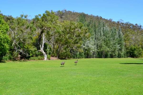 Zdjęcie z Australii - ...i poszly dalej wzdloz dolinki Long Gully