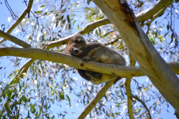Zdjęcie z Australii - Zostawiamy spiacego miska numer 3