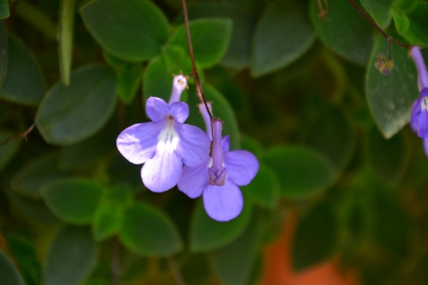 Zdjęcie z Polski - Zaulkowa flora