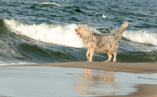 Zdjęcie z Polski - Przyszedł na plażę ze swoimi właścicielami.