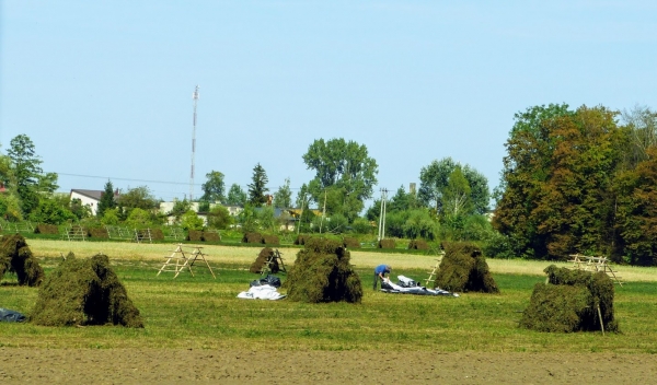 Zdjęcie z Polski - suszenie sianka - wciąż metodą jak w starym skansenie....