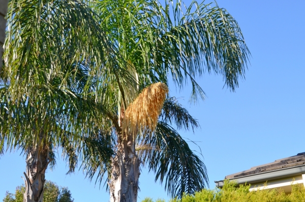 Zdjęcie z Australii - Zakwitla jedna z palm na tylach mojego ogrodu