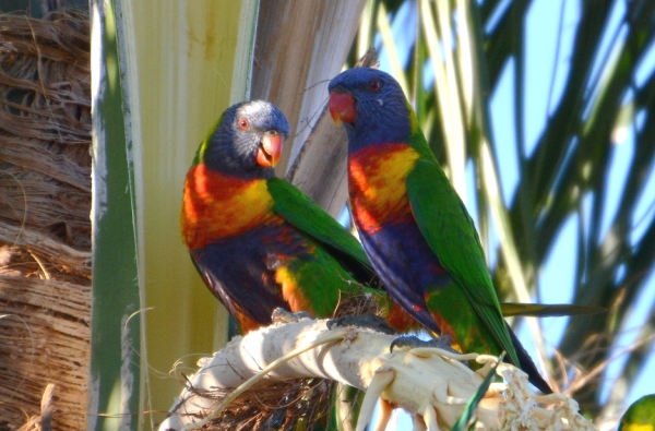 Zdjęcie z Australii - Zakochana para po slodkim, nektarowym całusie :)