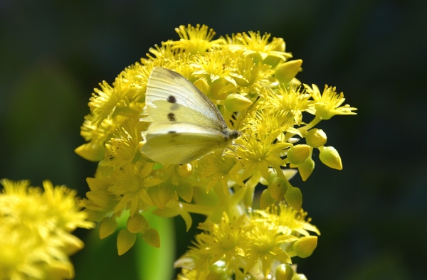 Zdjęcie z Australii - Ogrodowa fauna i flora