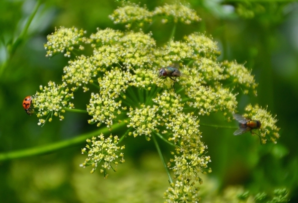 Zdjęcie z Australii - Ogrodowa fauna i flora - na kwiecie pietruszki :)