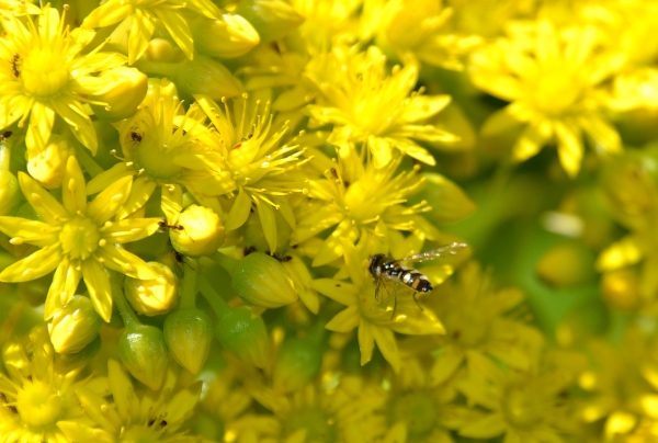 Zdjęcie z Australii - Ogrodowa fauna i flora