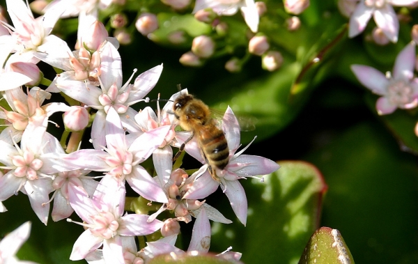 Zdjęcie z Australii - Fauna i flora w moim ogrodzie