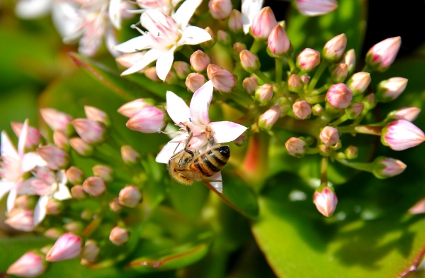 Zdjęcie z Australii - Ogrodowa fauna i flora