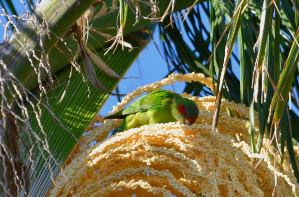 Zdjęcie z Australii - Nektarynka (lora) piżmowa na palmowym kwiecie