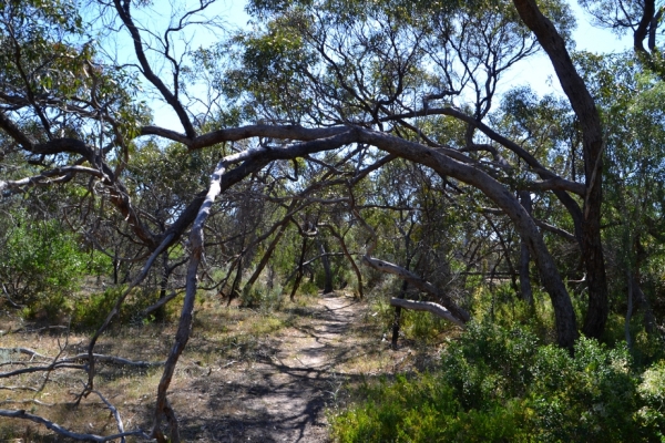 Zdjęcie z Australii - Na szlaku przez wydmowy busz w rezerwacie Aldinga Scrub