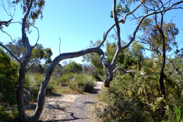 Zdjęcie z Australii - Na szlaku przez wydmowy busz w rezerwacie Aldinga Scrub