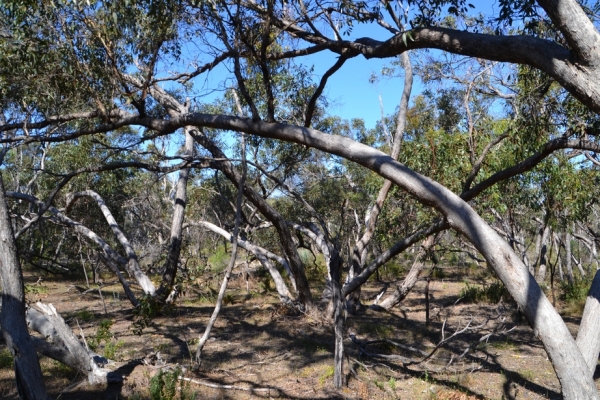 Zdjęcie z Australii - Rezerwat Aldinga Scrub - busz wydmowy