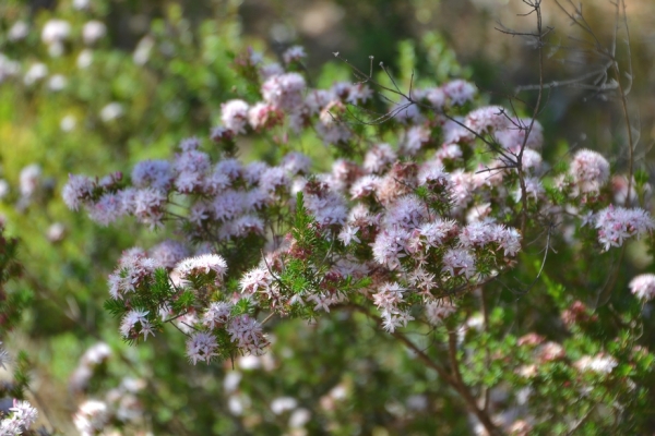 Zdjęcie z Australii - Kwitnie mirtowiec fringe-myrtle (calytrix tetragona)