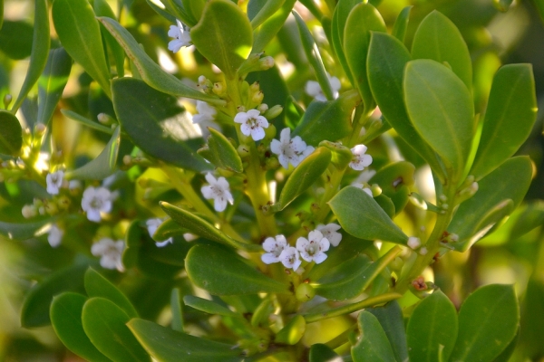 Zdjęcie z Australii - Kwitnie sololubna coprosma