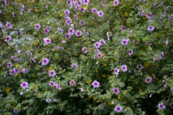 Zdjęcie z Australii - Kwitnie cos hibiskusopodobnego