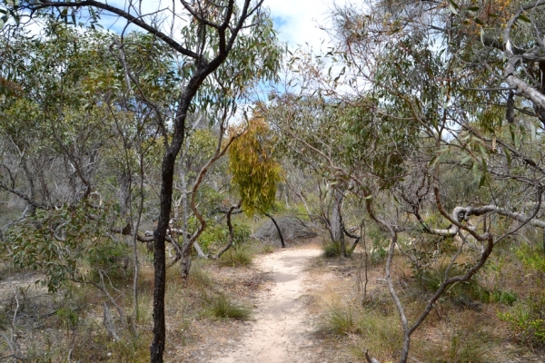 Zdjęcie z Australii - Na szlaku przez wydmowy busz w rezerwacie Aldinga Scrub