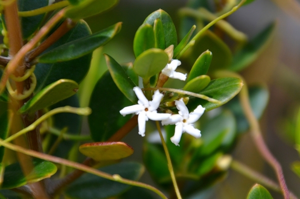Zdjęcie z Australii - Kwitnie alyxia buxifolia roślina z rodziny toinowatych