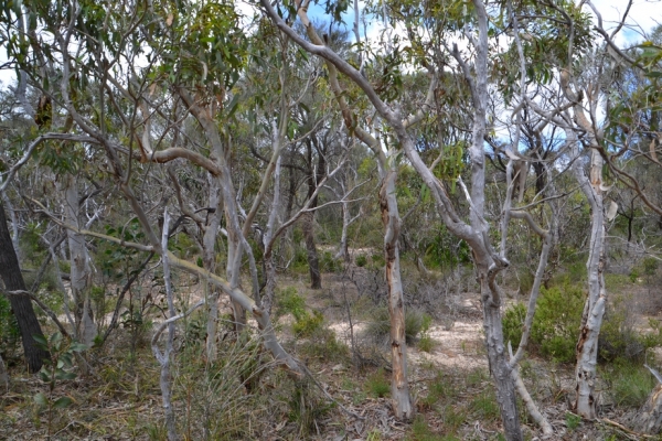 Zdjęcie z Australii - Przedzieram sie przez krzaczory sledzac fletówke