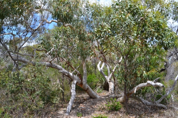 Zdjęcie z Australii - Busz wydmowy Aldinga Scrub