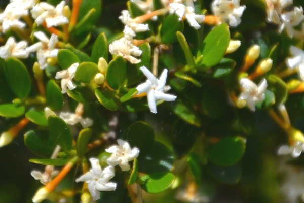 Zdjęcie z Australii - Kwitnie leucopogon - roslina z rodziny wrzosowatych