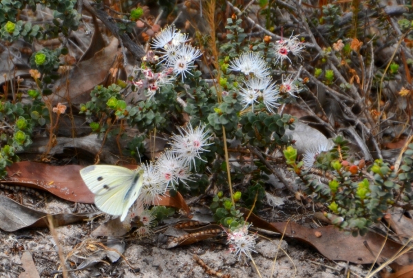 Zdjęcie z Australii - Fauna i flora