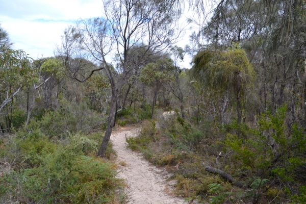 Zdjęcie z Australii - W rezerwacie Aldinga Scrub