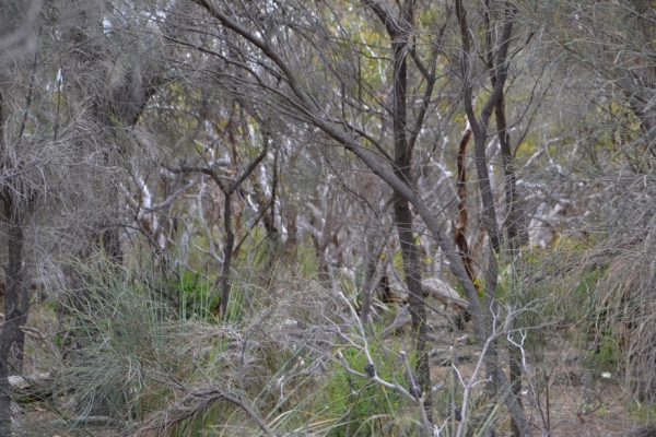 Zdjęcie z Australii - Busz wydmowy Aldinga Scrub