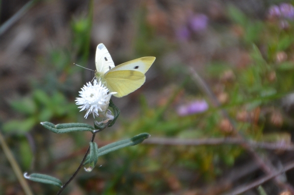 Zdjęcie z Australii - Fauna i flora