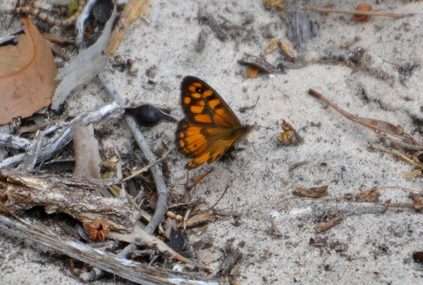Zdjęcie z Australii - Motyl xenica 