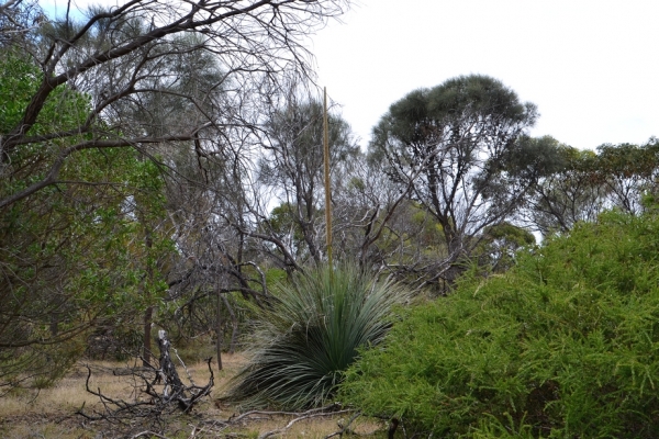 Zdjęcie z Australii - Kwitnie żółtak - gigant
