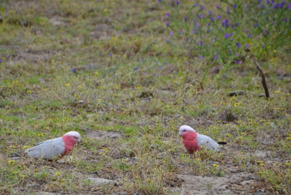 Zdjęcie z Australii - Kakadu różowe