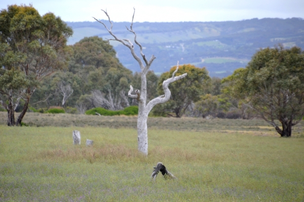 Zdjęcie z Australii - Otwarta rownina rezerwatu Aldinga Scrub