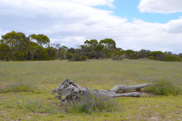 Zdjęcie z Australii - Otwarta rownina rezerwatu Aldinga Scrub