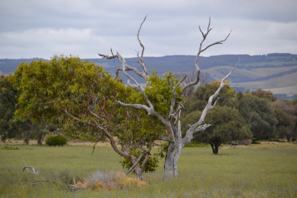 Zdjęcie z Australii - Otwarta rownina rezerwatu Aldinga Scrub