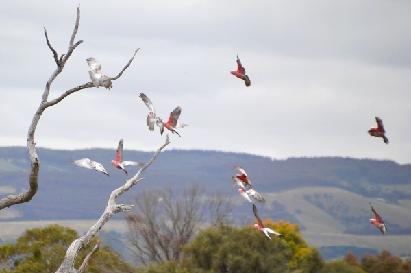 Zdjęcie z Australii - ...i siada na uschnietym eukaliptusie, ktory wlasnie sfotografowalem